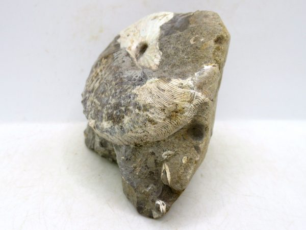 South Dakota Cretaceous Fossil Ammonite 45a | Fossils for Sale Genuine Cretaceous Age Scaphites Ammonite Fossil For Sale from South Dakota #45a