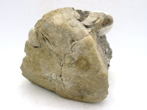 South Dakota Cretaceous Fossil Ammonite 45b | Fossils for Sale Genuine Cretaceous Age Scaphites Ammonite Fossil For Sale from South Dakota #45b
