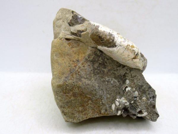 South Dakota Cretaceous Fossil Ammonite 45c | Fossils for Sale Genuine Cretaceous Age Scaphites Ammonite Fossil For Sale from South Dakota #45c