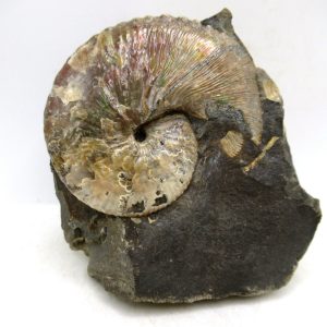 Genuine Cretaceous Age Scaphites Ammonite Fossil For Sale from South Dakota #46