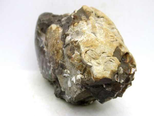 South Dakota Cretaceous Fossil Ammonite 47b | Fossils for Sale Genuine Cretaceous Age Scaphites Ammonite Fossil For Sale from South Dakota #47b