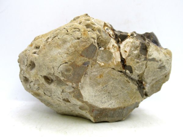 South Dakota Cretaceous Fossil Ammonite 47c | Fossils for Sale Genuine Cretaceous Age Scaphites Ammonite Fossil For Sale from South Dakota #47c