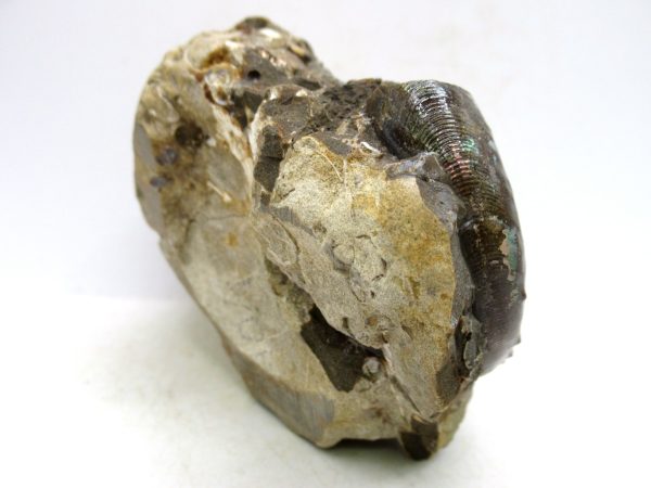 South Dakota Cretaceous Fossil Ammonite 47d | Fossils for Sale Genuine Cretaceous Age Scaphites Ammonite Fossil For Sale from South Dakota #47d