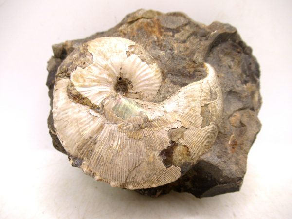South Dakota Cretaceous Fossil Ammonite 48 | Fossils for Sale Genuine Cretaceous Age Scaphites Ammonite Fossil For Sale from South Dakota #48