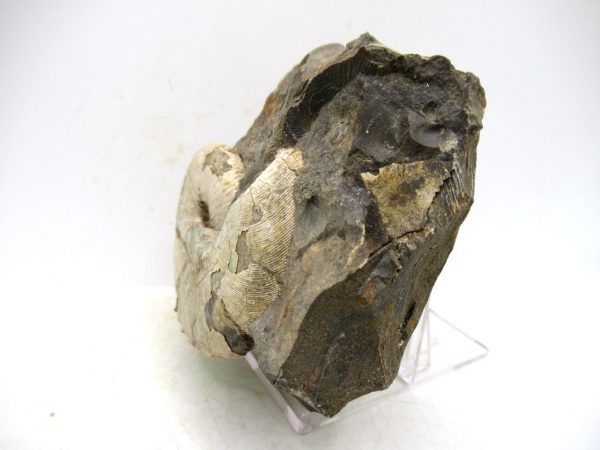 South Dakota Cretaceous Fossil Ammonite 48a | Fossils for Sale Genuine Cretaceous Age Scaphites Ammonite Fossil For Sale from South Dakota #48a