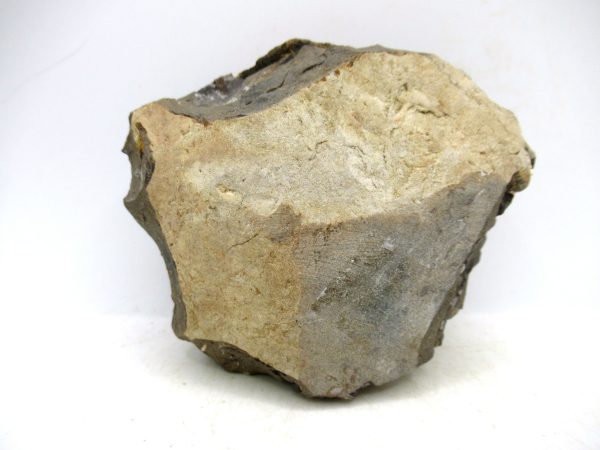 South Dakota Cretaceous Fossil Ammonite 48b | Fossils for Sale Genuine Cretaceous Age Scaphites Ammonite Fossil For Sale from South Dakota #48b