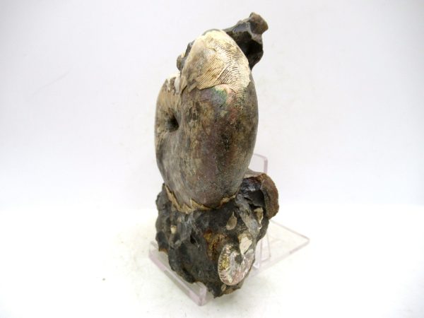 South Dakota Cretaceous Fossil Ammonite 49a | Fossils for Sale Genuine Cretaceous Age Scaphites Ammonite Fossil For Sale from South Dakota #49a