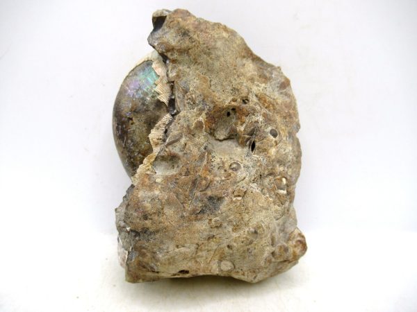 South Dakota Cretaceous Fossil Ammonite 49b | Fossils for Sale Genuine Cretaceous Age Scaphites Ammonite Fossil For Sale from South Dakota #49b