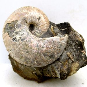 Genuine Cretaceous Age Scaphites Ammonite Fossil For Sale from South Dakota #50