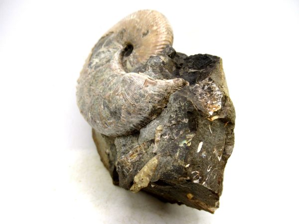 South Dakota Cretaceous Fossil Ammonite 50a | Fossils for Sale Genuine Cretaceous Age Scaphites Ammonite Fossil For Sale from South Dakota #50a