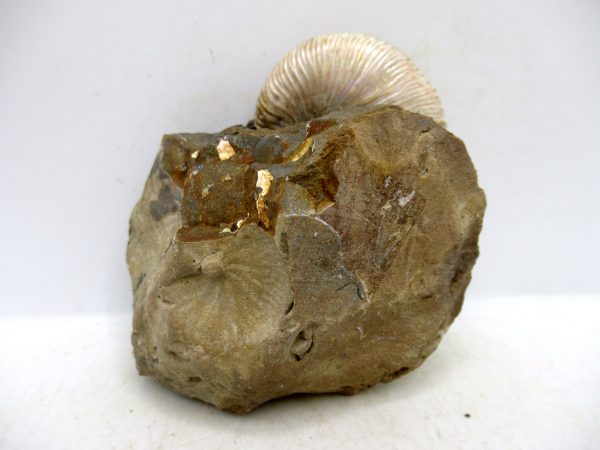 South Dakota Cretaceous Fossil Ammonite 50b | Fossils for Sale Genuine Cretaceous Age Scaphites Ammonite Fossil For Sale from South Dakota #50b