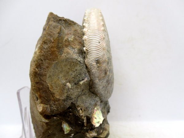 South Dakota Cretaceous Fossil Ammonite 50d | Fossils for Sale Genuine Cretaceous Age Scaphites Ammonite Fossil For Sale from South Dakota #50d
