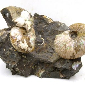 Genuine Cretaceous Age Scaphites Ammonite Fossil For Sale from South Dakota #51