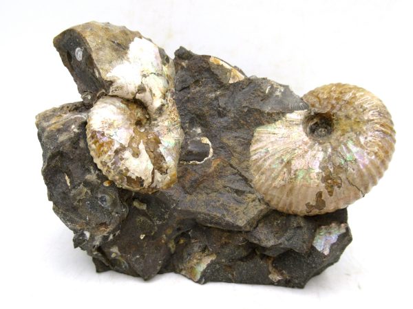 South Dakota Cretaceous Fossil Ammonite 51 | Fossils for Sale Genuine Cretaceous Age Scaphites Ammonite Fossil For Sale from South Dakota #51