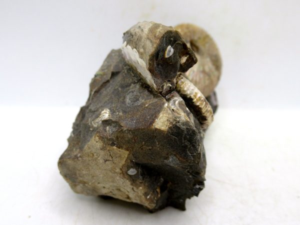 South Dakota Cretaceous Fossil Ammonite 51d | Fossils for Sale Genuine Cretaceous Age Scaphites Ammonite Fossil For Sale from South Dakota #51d