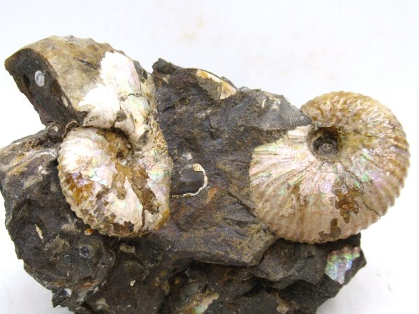 South Dakota Cretaceous Fossil Ammonite 51e | Fossils for Sale Genuine Cretaceous Age Scaphites Ammonite Fossil For Sale from South Dakota #51e