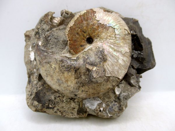 South Dakota Cretaceous Fossil Ammonite 52 | Fossils for Sale Genuine Cretaceous Age Scaphites Ammonite Fossil For Sale from South Dakota #52