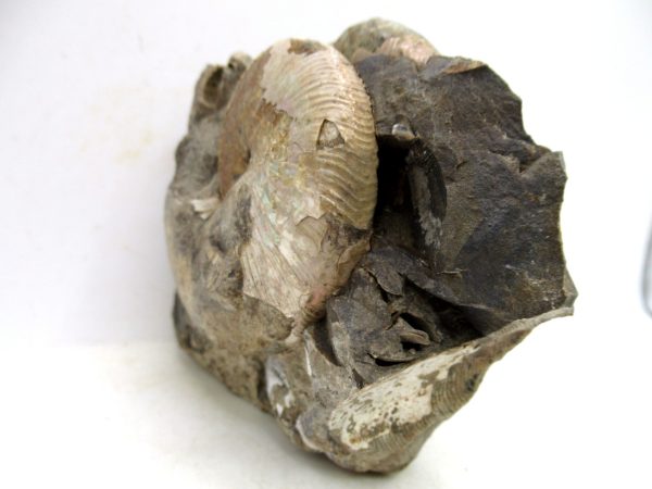 South Dakota Cretaceous Fossil Ammonite 52a | Fossils for Sale Genuine Cretaceous Age Scaphites Ammonite Fossil For Sale from South Dakota #52a