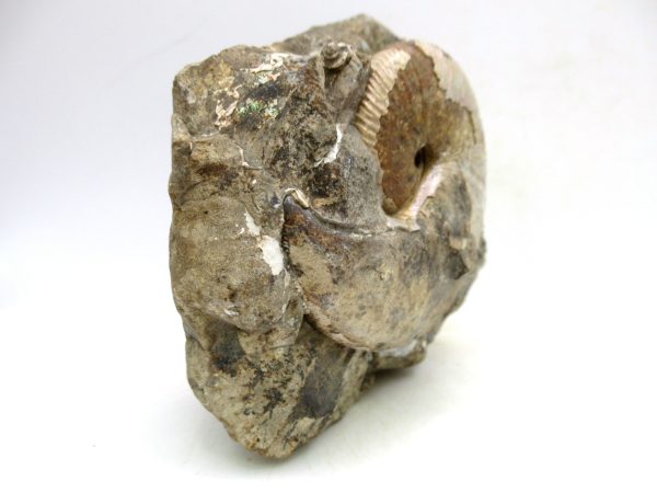 South Dakota Cretaceous Fossil Ammonite 52e | Fossils for Sale Genuine Cretaceous Age Scaphites Ammonite Fossil For Sale from South Dakota #52e