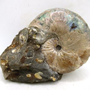 Genuine Cretaceous Age Scaphites Ammonite Fossil For Sale from South Dakota #55
