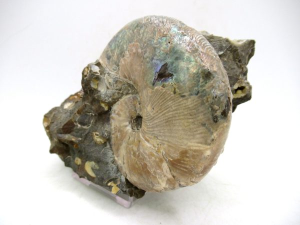 South Dakota Cretaceous Fossil Ammonite 55a | Fossils for Sale Genuine Cretaceous Age Scaphites Ammonite Fossil For Sale from South Dakota #55a