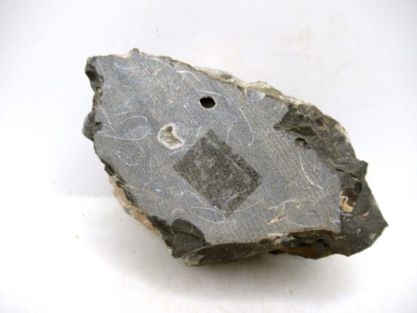 South Dakota Cretaceous Fossil Ammonite 55d | Fossils for Sale Genuine Cretaceous Age Scaphites Ammonite Fossil For Sale from South Dakota #55d