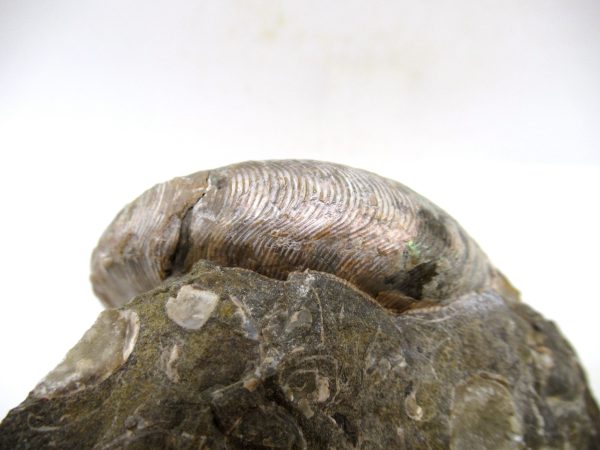 South Dakota Cretaceous Fossil Ammonite 55f | Fossils for Sale Genuine Cretaceous Age Scaphites Ammonite Fossil For Sale from South Dakota #55f