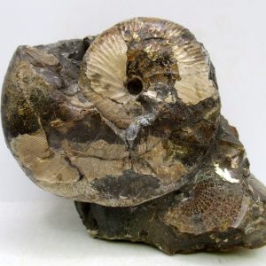 Genuine Cretaceous Age Scaphites Ammonite Fossil For Sale from South Dakota #56
