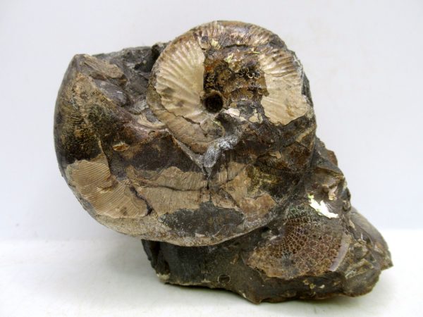 South Dakota Cretaceous Fossil Ammonite 56 | Fossils for Sale Genuine Cretaceous Age Scaphites Ammonite Fossil For Sale from South Dakota #56