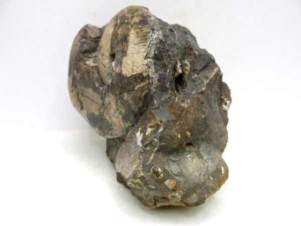 South Dakota Cretaceous Fossil Ammonite 56a | Fossils for Sale Genuine Cretaceous Age Scaphites Ammonite Fossil For Sale from South Dakota #56a