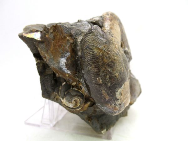 South Dakota Cretaceous Fossil Ammonite 56c | Fossils for Sale Genuine Cretaceous Age Scaphites Ammonite Fossil For Sale from South Dakota #56c