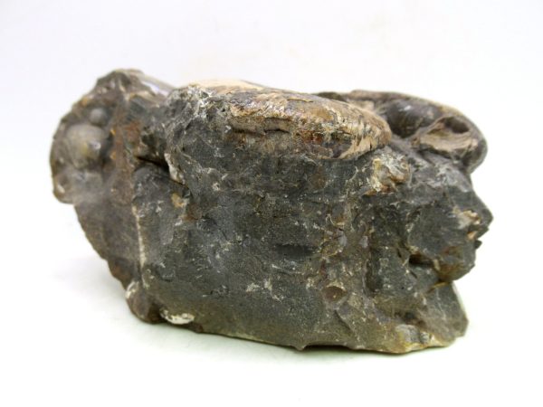 South Dakota Cretaceous Fossil Ammonite 56d | Fossils for Sale Genuine Cretaceous Age Scaphites Ammonite Fossil For Sale from South Dakota #56d