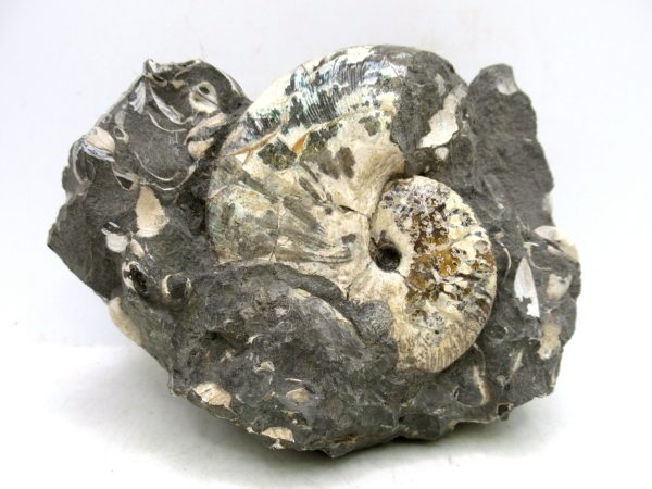 South Dakota Cretaceous Fossil Ammonite 57 | Fossils for Sale Genuine Cretaceous Age Scaphites Ammonite Fossil For Sale from South Dakota #57