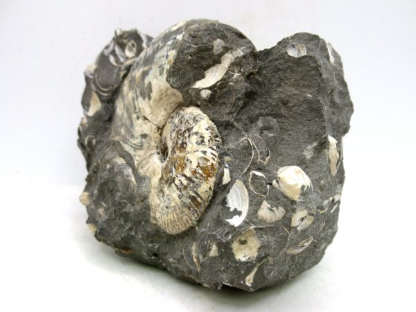 South Dakota Cretaceous Fossil Ammonite 57a | Fossils for Sale Genuine Cretaceous Age Scaphites Ammonite Fossil For Sale from South Dakota #57a