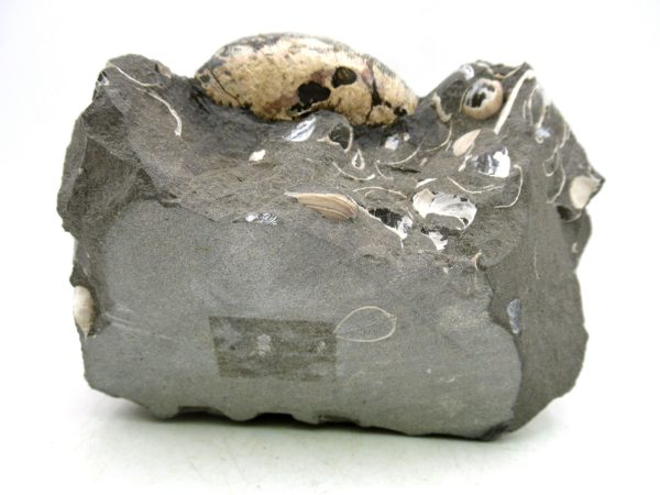 South Dakota Cretaceous Fossil Ammonite 57b | Fossils for Sale Genuine Cretaceous Age Scaphites Ammonite Fossil For Sale from South Dakota #57b