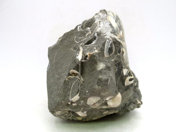 South Dakota Cretaceous Fossil Ammonite 57c | Fossils for Sale Genuine Cretaceous Age Scaphites Ammonite Fossil For Sale from South Dakota #57c