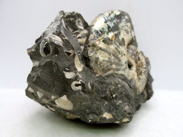 South Dakota Cretaceous Fossil Ammonite 57d | Fossils for Sale Genuine Cretaceous Age Scaphites Ammonite Fossil For Sale from South Dakota #57d