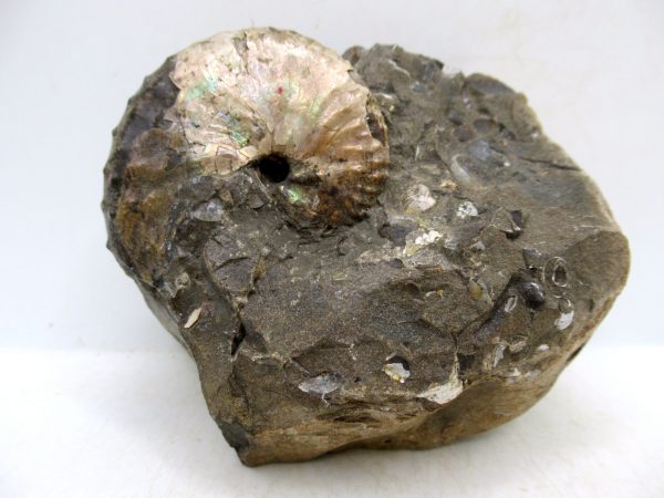 South Dakota Cretaceous Fossil Ammonite 58 | Fossils for Sale Genuine Cretaceous Age Scaphites Ammonite Fossil For Sale from South Dakota #58