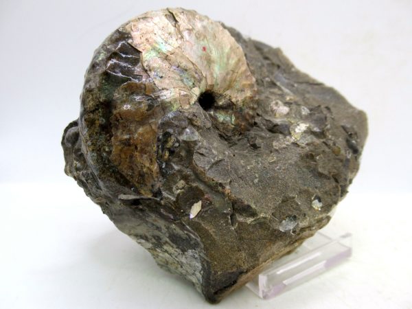 South Dakota Cretaceous Fossil Ammonite 58d | Fossils for Sale Genuine Cretaceous Age Scaphites Ammonite Fossil For Sale from South Dakota #58d