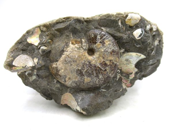South Dakota Cretaceous Fossil Ammonite 59 | Fossils for Sale Genuine Cretaceous Age Scaphites Ammonite Fossil For Sale from South Dakota #59