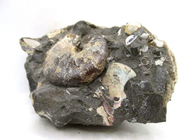 South Dakota Cretaceous Fossil Ammonite 59a | Fossils for Sale Genuine Cretaceous Age Scaphites Ammonite Fossil For Sale from South Dakota #59a