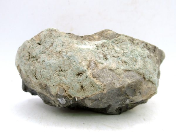 South Dakota Cretaceous Fossil Ammonite 59c | Fossils for Sale Genuine Cretaceous Age Scaphites Ammonite Fossil For Sale from South Dakota #59c