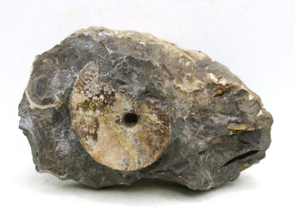 South Dakota Cretaceous Fossil Ammonite 60 | Fossils for Sale Genuine Cretaceous Age Scaphites Ammonite Fossil For Sale from South Dakota #60