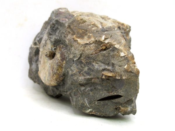 South Dakota Cretaceous Fossil Ammonite 60a | Fossils for Sale Genuine Cretaceous Age Scaphites Ammonite Fossil For Sale from South Dakota #60a