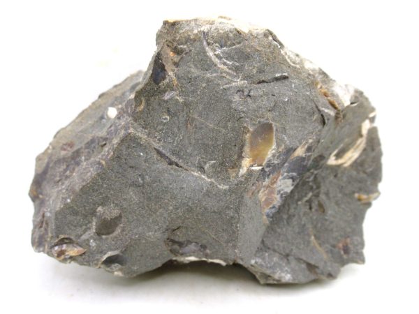 South Dakota Cretaceous Fossil Ammonite 60b | Fossils for Sale Genuine Cretaceous Age Scaphites Ammonite Fossil For Sale from South Dakota #60b