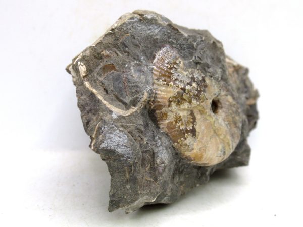South Dakota Cretaceous Fossil Ammonite 60c | Fossils for Sale Genuine Cretaceous Age Scaphites Ammonite Fossil For Sale from South Dakota #60c