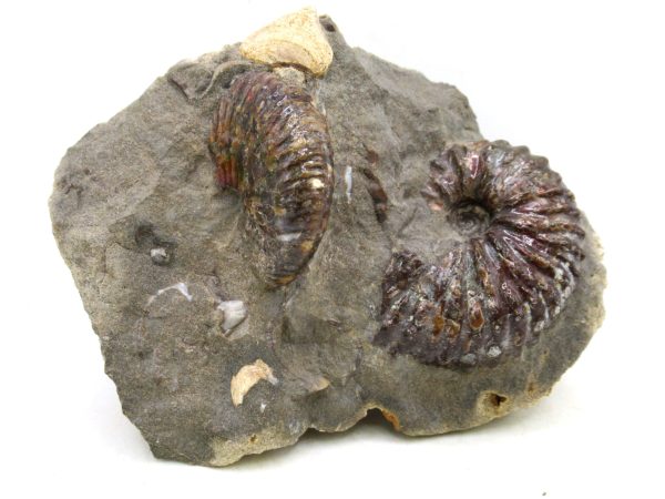 South Dakota Cretaceous Fossil Ammonite 61 | Fossils for Sale Genuine Cretaceous Age Scaphites Ammonite Fossil For Sale from South Dakota #61