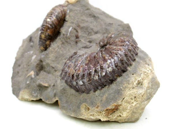 South Dakota Cretaceous Fossil Ammonite 61a | Fossils for Sale Genuine Cretaceous Age Scaphites Ammonite Fossil For Sale from South Dakota #61a