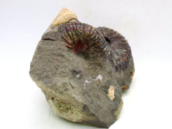 South Dakota Cretaceous Fossil Ammonite 61c | Fossils for Sale Genuine Cretaceous Age Scaphites Ammonite Fossil For Sale from South Dakota #61c