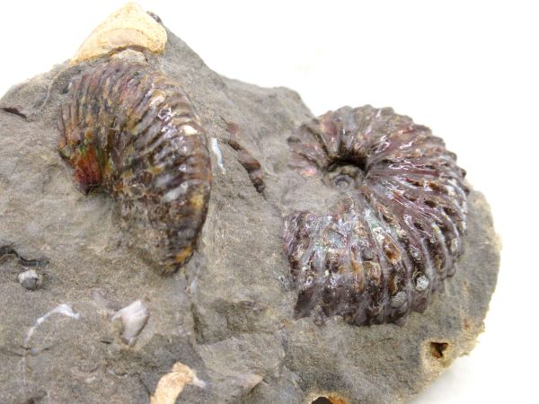 South Dakota Cretaceous Fossil Ammonite 61d | Fossils for Sale Genuine Cretaceous Age Scaphites Ammonite Fossil For Sale from South Dakota #61d